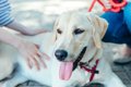 大型犬に『穏やか・…の画像