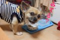 犬がご飯を食べない…の画像