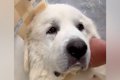 『数週間から数ヶ月…の画像