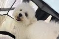 『前世ハムスターや…の画像