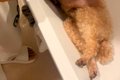 12歳のおじいちゃん…の画像