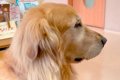 動物病院で自分の順…の画像