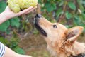 犬がぶどうを食べた…の画像