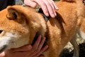 2匹の犬が『好みのタ…の画像