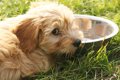 愛犬の水飲みをサポ…の画像