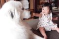 超大型犬と1歳児の仲…の画像