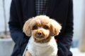 犬が飼い主の『膝の…の画像