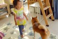犬のおもちゃを洗濯…の画像