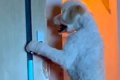 大型犬に追いかけ回…の画像