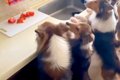 キッチンで『トマト…の画像