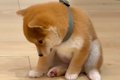 犬が赤ちゃんだった…の画像
