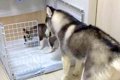 子犬に『トイレの場…の画像