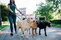 犬の散歩の基本知識…の画像