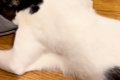 猫が『犬にしつこく…の画像