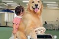 1歳の女の子が車の乗…の画像