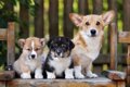 なぜ子犬は成長する…の画像