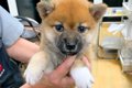忙しい夫婦が『赤ち…の画像