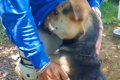 『放っておけば処分…の画像