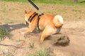 犬の『ここ掘れワン…の画像