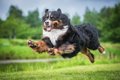 犬が急に走り出す『4…の画像