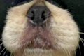 生後6ヶ月の子犬が『…の画像
