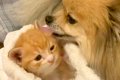 猫の赤ちゃんを保護…の画像