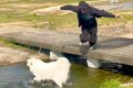 犬に『水浴び』させ…の画像