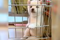 犬の赤ちゃんを『自…の画像