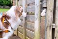 犬たちがはじめて『…の画像