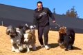 大型犬5頭を1人で散…の画像