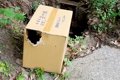 『ダンボールに閉じ…の画像