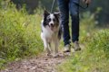 犬の『欲求不満』を…の画像