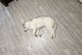 ハスキー犬を洗い、…の画像
