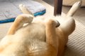 森の中を散歩をする2…の画像