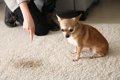 犬に絶対NGな『叱り…の画像