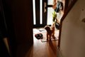犬が辛いと感じる『…の画像