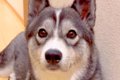 大型犬に『パパが１…の画像