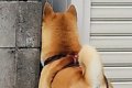 散歩中に野良猫を探…の画像
