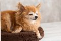 犬の『介護』は何歳…の画像