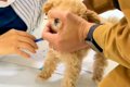 動物病院で『子犬が…の画像