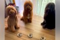 大型犬3頭に『マテ』…の画像