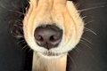 車で大型犬とお出か…の画像