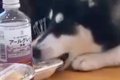 ママ友とランチして…の画像