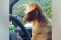 車で『乃木坂46』を…の画像