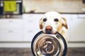 犬が『ご飯ちょうだ…の画像