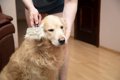 犬の『換毛期』にし…の画像