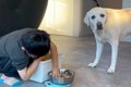 男の子が『犬のご飯…の画像