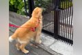 大型犬が散歩中、大…の画像