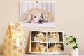 犬は「他の犬の死」…の画像