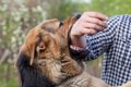 犬が人に噛みついて…の画像